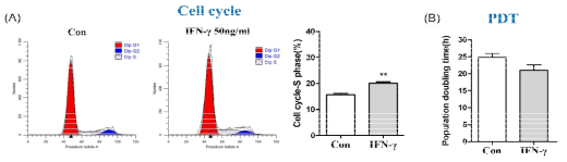 IFN-γ 처리에 따른 cell cycle과 population doubling time(PDT) 비교