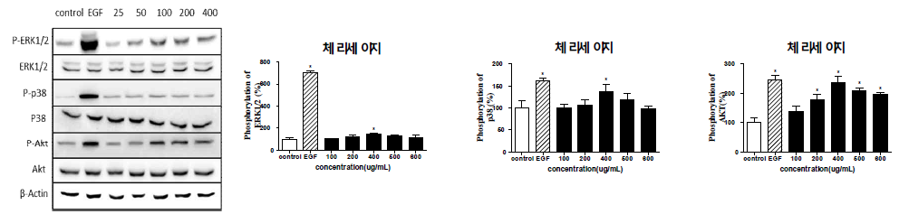 Effect of extracts on phosphorylation of kinases in HaCaT cells