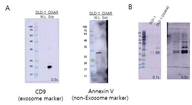 DLD-1세포주를 이용한 Exosome 분리 및 검증 및 intracellular level에서의 발현 차이 검증