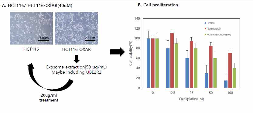 HCT116세포주에 내성세포주에서 획득한 exosome을 처리로인한 세포 사멸의 변화 여부 확인 획득한 내성세포주에서 Exosome을 분리한후 이를 HCT116 세포주에 처리한 모식도(A). 이를 기반으로 항암제 (oxaliplatin) 처리시 나타나는 세포사멸 변화를 MTT assay를 통해 검증(B)
