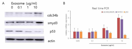 내성 세포주에서 획득한 exosome을 처리하였을 때 나타나는 RNA 및 단백질 변화 검증 내성세포주에서 획득한 엑소좀을 농도별로 HCT116 세포주에 처리하였을 때 나타나는 단백질(A) 및 real timep PCR을 통한 RNA 발현 변화(B)