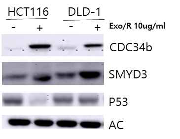 exosome 처리를 통한 기전 변화 검증 대장암세포주에 대장암 내성세포주에서 획득한 엑소좀을 처리하였을 때 UBE2R2(CDC34b) 및 관련 기전의 변화를 western blot을 통해 확인함