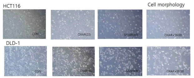 Cellular morphology for HCT116/DLD-1 OXA/R, OXA/SN38/R