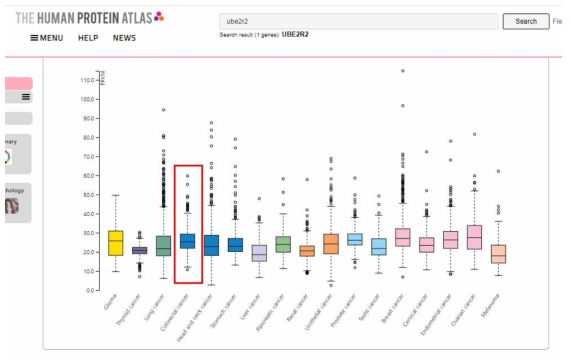 The Human Protein ATLAS 홈페이지에서 검색되는 UBE2R2의 장기별 발현분포