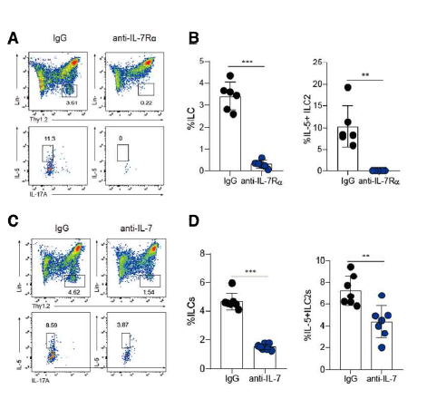 IL-7Rα 및 IL-7 차단항체에 의한 생후 초기 피부 ILC 및 ILC2 발달 억제