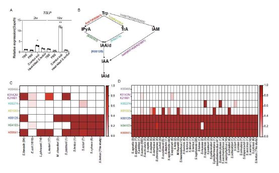 S.lentus 균주 각질형성세포 TSLP 유도 능력 및 해당 균주 tryptophan 대사 관련 pathway 유전자