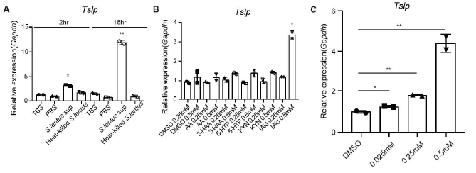 S.lentus 및 tryptophan metabolite에 의한 각질형성세포 TSLP 발현 확인