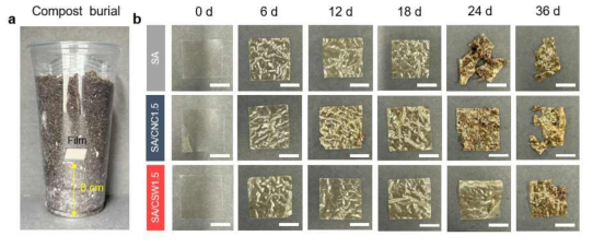 (a) 랩실 스케일 수준의 생분해 테스트 및 (b) SA, SA/CNC와 SA/CSW의 생분해 거동 평가