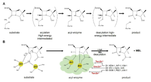 The distinct catalytic mechanisms of β-lactamases from class A to D. (A) Serine-based β -lactamases of class A, C and D employ a two-step process to hydrolyze β-lactam antibiotics. Key components of the catalytic machinery are labeled, including the catalytic serine residue (Ser), the general base for the acylation step as well as for the deacylation step. (B) The catalytic mechanism of class B metallo-β-lactamases. Only one Zn2+ ion is shown for class B2 while two Zn2+ ions have been found in the active site of class B1 and B3 metallo-β-lactamases