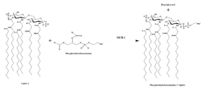 Phosphatidylethanolamine’s R1 and R2 groups are constituted of acyl chains. The phosphoethanolamine moiety that is transferred from phosphatidylethanolamine to lipid A is shown in red. In this reaction, the transfer has been shown to occur to the 4’ position of lipid A, however, transfer can also occur to the 1’ position