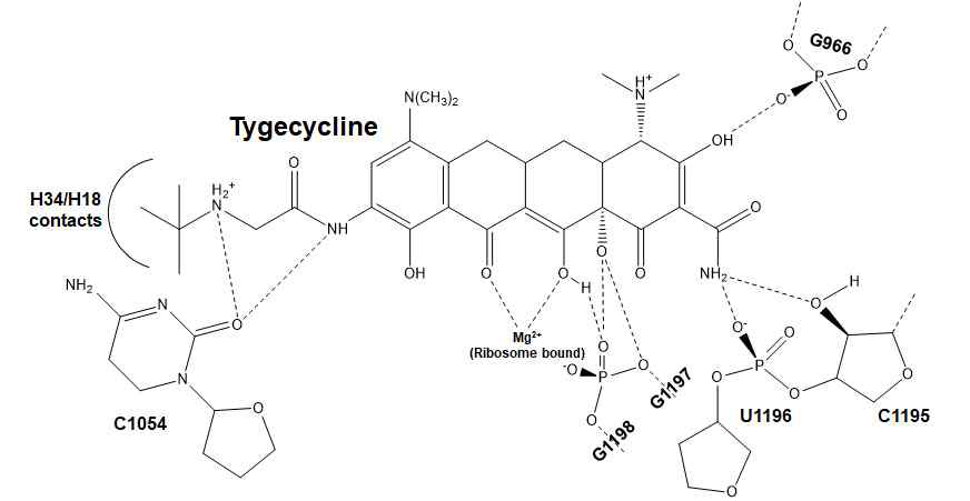 Chemical structure diagram of the main interactions between tigecycline and 16S RNA in the binding site