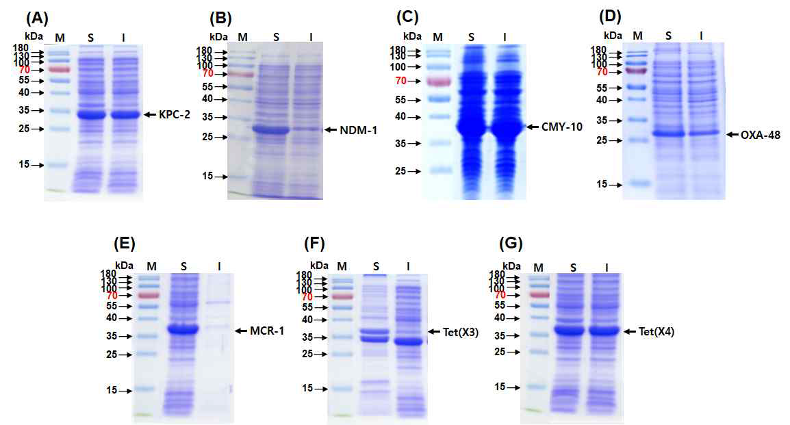 Detection of expressed proteins [(A) KPC-2, (B) NDM-1, (C) CMY-10, (D) OXA_48, (E) MCR-1, (F) Tet(X3), and (G) Tet(X4)] by SDS-PAGE. M: molecular mass markers, S: soluble induction fractions of cell-free extracts, I: insoluble induction fractions of cell-free extracts