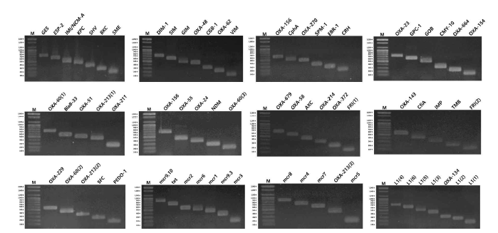 PCR product showing the expected bands of the resistant genes in 70 samples