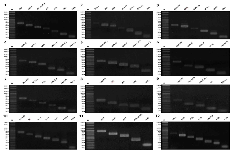 Multiplex PCR product showing the expected bands of the resistant genes in 12 groups