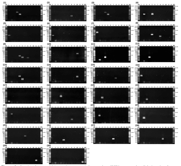 Results from multiplex polymerase chain reaction (PCR) assays in clinical and reference bacterial strains. (1) A. baumannii K0420859 harboring OXA-23 like (lane 4) and OXA-51 like (lane 5). (2) A. baumannii ABA035 harboring IMP type (lane 8). (3) A. baumannii ABA068 OXA-23 like (lane 4) and OXA-51 like (lane 5). (4) K. pneumoniae ST14 (15864) harboring OXA-48 like (lane 2) and OXA-51 like (lane 5). 5) K. pneumoniae (16052) harboring KPC type (lane 1). 6) K. pneumoniae KP033 harboring KPC type (lane 1). (7) K. pneumoniae CHAK36 harboring GES type (lane 1). (8) P. aeruginosa (14572) harboring OXA-51 like (lane 5) and IMP type (lane 8). (9) P. aeruginosa (16079) harboring OXA-51 like (lane 5), OXA-24 like (lane 6) and IMP type (lane 8). (10) P. aeruginosa (17542) harboring Tet type (lane 10). (11) C. freundii 11-7F4560 harboring VIM type (lane2) and CMY-10 (lane 4). (12) K. aerogenes K9911729 harboring CMY-10 (lane 4). (13) E. coli (S120) harboring OXA-51 like (lane 5) and NDM type (lane 6). (14) E. coli (16284) harb9oring MCR-1 (lane 10). (15) E. coli JAEE1 harboring IMP type (lane 8). (16) E. coli pCCLLimiA harboring IMI type/NCM-A (NOR-1) (lane 1). (17) E. coli TOPSME01 harboring SME type (lane 1). (18) E. coli TOPGOB01 harboring GOB type (lane 4). (19) E. coli TOPSPM01 harboring SPM (lane 3). (20) E. coli TOPEBR01 harboring EBR (lane 3). (21) E. coli TOPDIM01 harboring DIM (lane 2). (22) E. coli TOPTMB01 harboring TMB type (lane 8). (23) E. coli M01 harboring GIM type (lane 2). (24) E. coli TOPCGB01 harboring CGB (lane 2). (25) A. pittii (16021) harboring OXA-58 like (lane 7). (26) E. coli TOPOXA211 harboring OXA-211 like (lane 5). (27) E. coli TOPOXA214 harboring OXA-214 like (lane 7). (28) E. coli TOPOXA213 harboring OXA-213 like (lane 9). (29) E. coli TOPMCR05 harboring MCR type (lane 11). (30) E. coli TOPL01 harboring L1 like (lane 12)