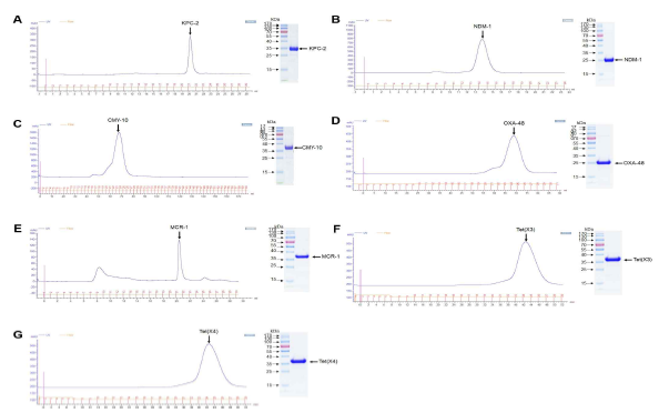 Purification of expressed proteins [(A) KPC-2, (B) NDM-1, (C) CMY-10, (D) OXA-48, (E) MCR-1, (F) Tet(X3), and (G) Tet(X4)] by GPC and SDS-PAGE