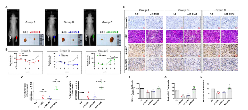 subcutaneous tumor mouse model (in vivo)에서 신규 miRNA, miR-CHA2의 항암 효과; A. 각 그룹의 종양 형성 결과 (그룹 A: NC, si-CCNE1; 그룹 B: NC, miR-CHA2; 그룹 C: NC, ASO-CHA2) B. 모방체 주입 기간 동안의 종양 크기변화 분석, 모방체 주입 5주차 후 마우스에서 분리된 종양 덩어리의 C. 크기 및 D. 무게 변화, E. 분리된 종양 조직에 대한 조직 염색 결과, 분리된 종양 조직의 F. 세포 밀도 변화, G. Ki-67양성 세포 수 변화, H. CCNE1양성 세포 수 변화