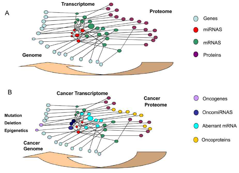 발암 과정에서 Transcriptome‑microRNA Networks (Garzon et al., 2010)