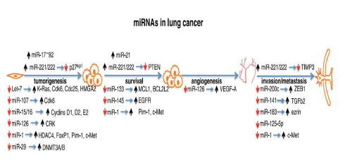 폐암 발달 과정에 관여하는 miRNAs (Physiol Rev, 2011)