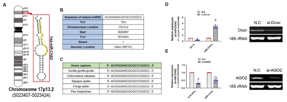 신규 miRNA, miR-CHA2 고유서열의 특성화; A. primary precursor(2차 hair‐pin), B. mature miRNA sequence 분석 및 서열 보존 위치, C. 동종·이종 간 고유서열 보존 유무, 생합성 과정 검증:　D. Dicer 의존적 경로, E. AGO2 의존적 경로