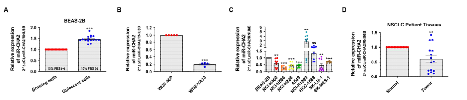 다양한 조건에서 miR-CHA2의 발현적 특징; A. 성장인자 여부에 따른 miR-CHA2의 발현변화, B. 증식 활성에 따른 miR-CHA2의 발현변화, C. 비소세포성 폐암 주에서 miR-CHA2의 발현 양상, D. 비소세포성 폐암 환자 조직에서 miR-CHA2 의 발현 양상