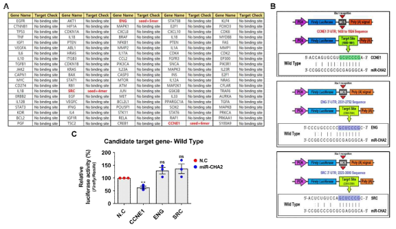 신규 miRNA, miR-CHA2의 표적 유전자 탐색 및 검증; A. miR-CHA2의 후보 표적 유전자 탐색, B. 후보 표적 유전자에 대한 재조합 luciferase vector 제작, C. 각 유전자에 대한 miR-CHA2의 표적 여부 검증