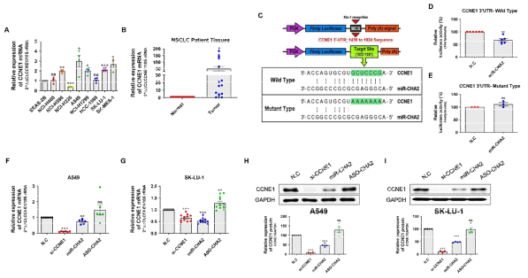 CCNE1의 발현 양상 프로파일화 및 miR-CHA2의 직/간접적 표적 여부 검증; A. 비소세포성 폐암 세포주에서 miR-CHA2의 표적 유전자 CCNE1의 발현 양상, B. 비소세포성 폐암환자 조직에서 miR-CHA2의 표적 유전자 CCNE1의 발현 양상, C. mutant type-재조합 luciferase vector 제작, D. Wild type, E. Mutant type에서 CCNE1에 대한 miR-CHA2의 표적 여부 검증, F. A549세포 및 G. SK-LU-1에서 miR-CHA2의 발현이 CCNE1의 mRNA 발현에 미치는 영향, H. A549세포 및 I. SK-LU-1에서 miR-CHA2의 발현이 CCNE1의 protein 발현에 미치는 영향