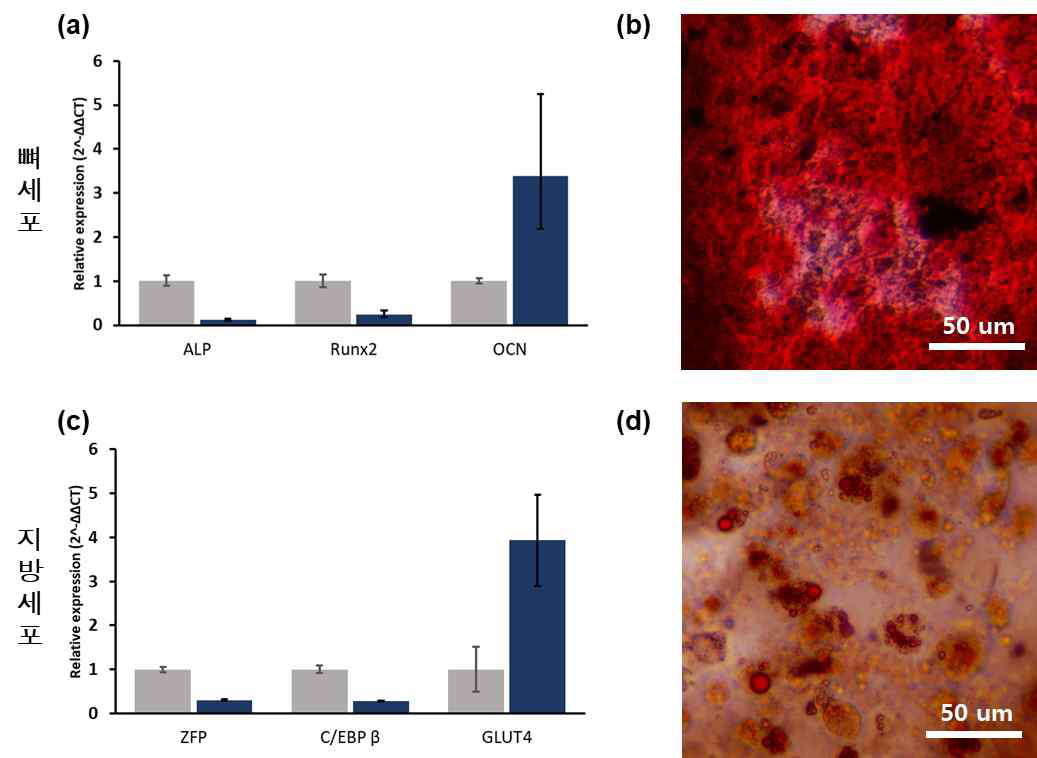 (a, c) 줄기세포 스페로이드의 유전자 발현도 평가 (quantitative PCR), (b, d) 각각 Alizarin Red S, Oil Red O 염색 평가