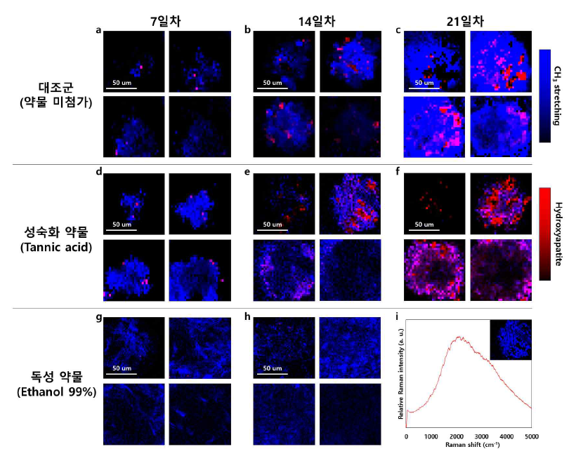 3차원 배양 플랫폼내 골분화 약물 스크리닝을 위한 대조군, 성숙화 약물 및 독성 약물 영향에 대한 날짜별 3차원 라만 분포맵. a-c 7, 14, 21일차 대조군의 라만 분포맵. d-f 성숙화 약물의 라만 분포맵, g-h 독성 약물의 라만 분포맵. i cell lysis가 일어난 세포에서의 라만 스펙트럼