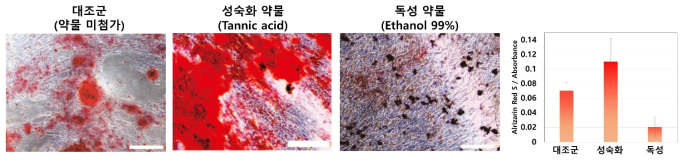 14일차의 뼈분화 면역 염색법 (Alizarin Red S) 을 통한 약물 스크리닝 교차검증