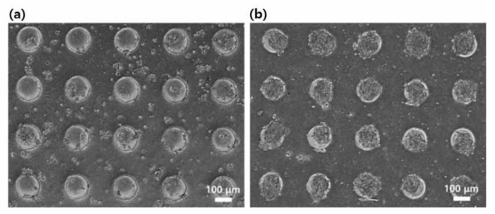 (a) Fibronectin 기반, (b) 산화 그래핀 기반 3차원 세포 배양 플랫폼에서 배양한 스페로이드 광학이미지