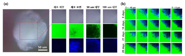 (a) 3차원 라만 분광 분석을 통한 산화 그래핀 기반 플랫폼에서의 스페로이드 형성 확인. (b) 배양한 스페로이드의 장기간 모니터링