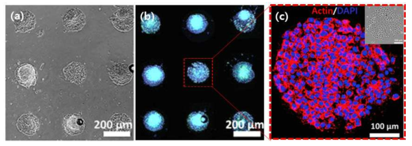 (a) 산화 그래핀 기반 플랫폼에서 배양된 스페로이드 광학이미지. (b) 같은 위치에서의 GFP 형광 이미지. (c) 세포 내 Actin 및 DAPI 염색 confocal 형광 이미지