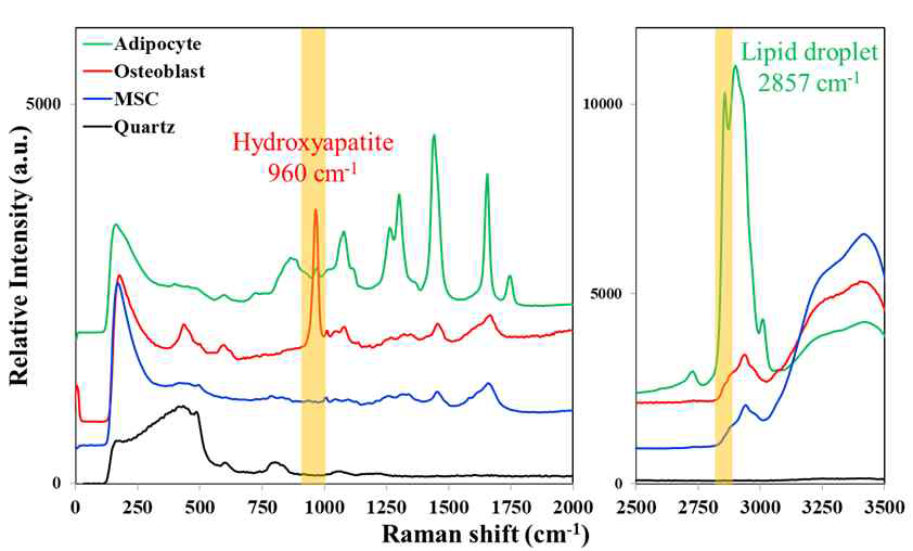 쿼츠 기판(검정), 미분화 줄기세포(파랑), 뼈세포(빨강), 지방세포(초록)의 라만 스펙트럼. 주황색 영역은 각 뼈세포, 지방세포의 특정 라만 마커 hydroxyapatite(960 cm-1), lipid droplet(2857cm-1)