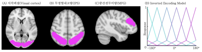본 연구의 관심영역인 시각피질(A), 두정엽내고랑(B). 중간전두이랑(C)과 분석에 사용될 모델(D)