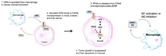 GARS1 단백질의 암 미세환경에서의 항암 작용 모델 - Paracrine anc Autocrine functions