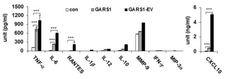 GARS1/GARS1-EV의 대식세포 M1 polarity 유도 검증 실험, Cytokines Mutiplex Assay