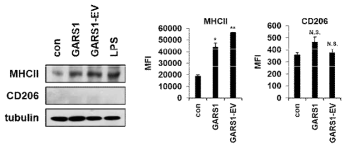 GARS1/GARS1-EV의 대식세포 M1 polarity 유도 검증 실험2, FACS and Immunoblotting analysis