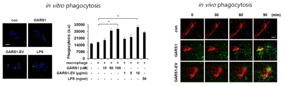 GARS1/GARS1-EV의 대식세포 M1 polarity 유도에 따른 phagocytosis 유도 검증 실험, in vitro and in vivo phargocytosis assay