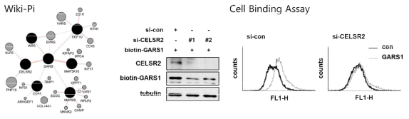 GARS1의 대식세포 M1 polarity 유도에 대한 수용체 도출을 위한 실험, Database, in vitro cell binding assay