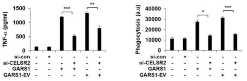 GARS1의 대식세포 M1 polarity 유도에 대한 수용체 도출을 위한 실험-2, ELISA, in vitro phagocytosis assay