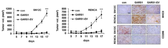 GARS1/GARS1-EV의 M1 대식세포를 통한 항암 효능 검증을 위한 in vivo 실험 – xenograft model, IHC staining