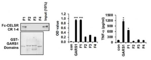 GARS1의 M1 polarization 활성을 나타내는 domain 도출 및 검증 – pull down, In direct ELISA, TNF-alpha ELISA assay