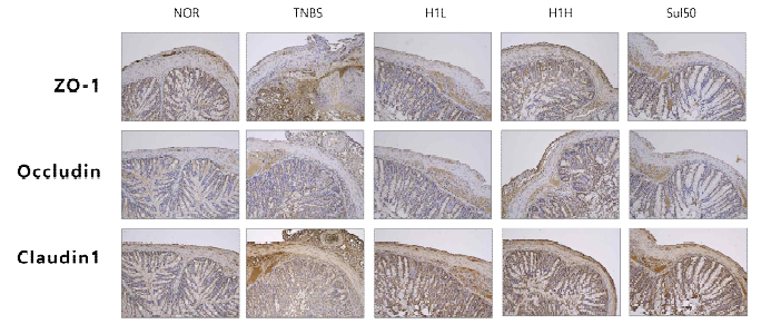 L. sakei H1을 투여한 TNBS 모델에서의 장 조직 내 tight junction protein 확인