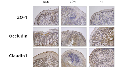 대장균으로 유도한 대장염 모델에서의 장 조직 내 tight junction protein 확인