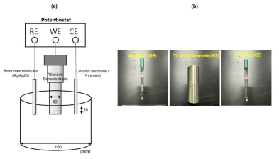 a) 3전극 시스템 모식도, (b) 기준 전극(RE)과 Ag/AgCl과 작동 전극(WE) Ti 초음파 전극와,상대 전극(CE) Pt sheet