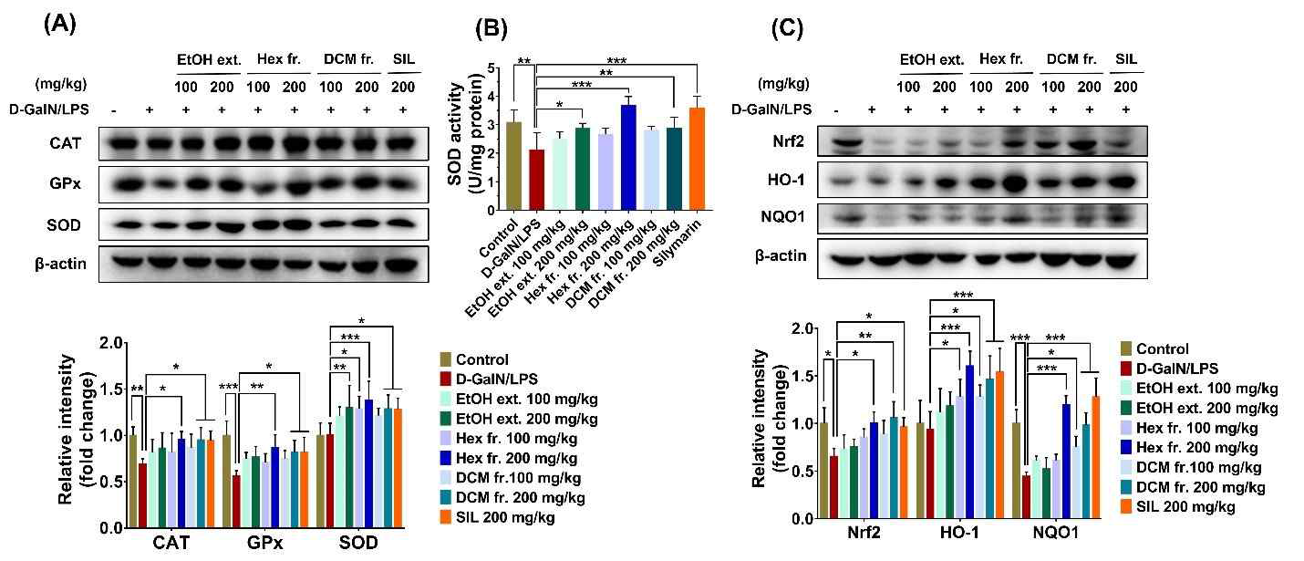 Anti-inflammatory activities of lipophilic fractions from P. fruticosa root extract in D-GalN/LPS-induced liver injury. (A) Expressions of IL-1β, IL-6, IL-17, and IL23 in liver tissues. (B) NLRP3 inflammasome activation. (C) NF-κB pathway