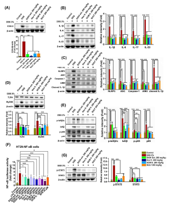 Lipophilic fractions from P. fruticosa root EtOH extract mitigate inflammatory response in DSS-induced acute colitis mice. (A) COX-2 expression. (B) Colonic levels of cytokines (IL-1 β, IL-6, IL-17, and IL-23 expression). (C) NLRP3 inflammasome activation. (D) Colonic expression of TLR4 and MyD88. (E) NF-κB signaling pathway (p-IκKB, IκKB, p-p65, and p65 expression). (F) NF-κB-luciferase reporter activity in HT29-NF-κB cells. (G) Stat3 pathway