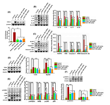 Lipophilic fraction from P. fruticosa root EtOH extract attenuates inflammatory response in DSS-induced chronic colitis mice. (A) Colonic expression of COX-2. (B) Colonic levels of IL-1β, IL-6, IL-17, and IL-23. (C) Colonic NLRP3 inflammasome activation. (D-E) TLR4/MyD88/NF-κB signaling pathway. (F) Stat3 signaling pathway