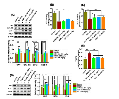 Lipophilic fraction from P. fruticosa root EtOH extract enhances colonic antioxidant capacity in DSS-induced chronic colitis mice. (A) Colonic levels of CAT, GPx-1/2, GPx-4, and SOD-1. (B-C) CAT and SOD activities, respectively. (D) Colonic levels of Nrf2, NQO1, and HO-1. (E) Lipid peroxidation (TBARS level)